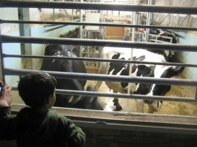 Cow milking at Kibbutz Lavi