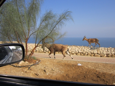 Catching up with the ibex by the Dead Sea