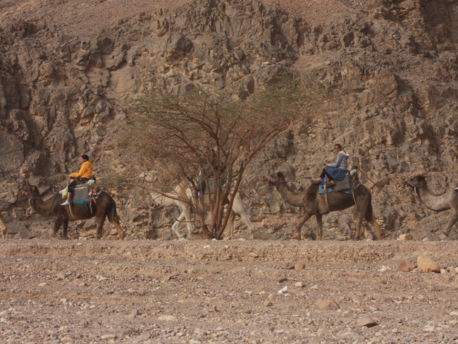 Camel riding in Nachal Shlomo