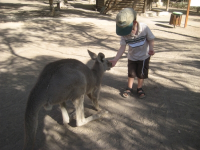 GanGuru Austrailian Kangaroo Park