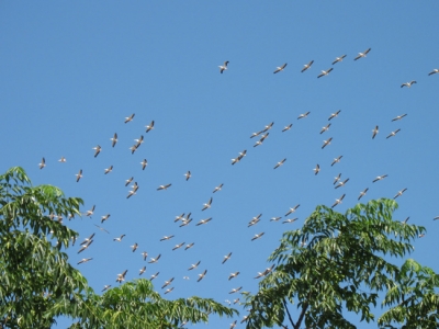 Pelicans migrating over the Syrian African Rift valley