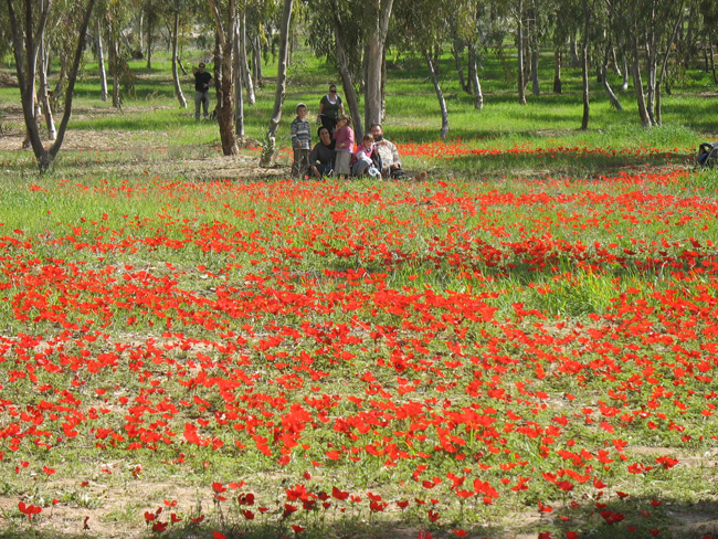 Red Carpets of Kalaniot (Anemones) near Be'eri