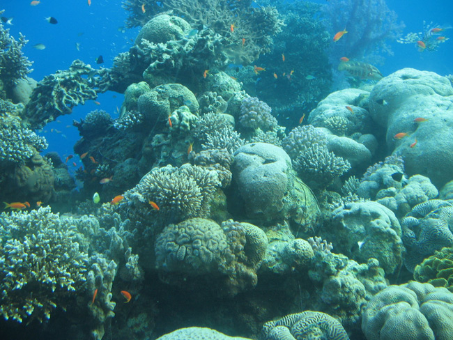 It's another world down there at Eilat Underwater World