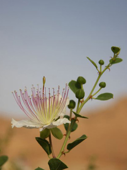 The caper - also known as the menorah flower